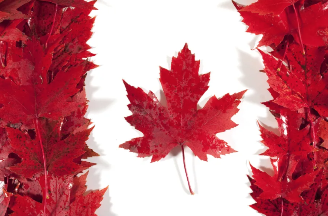 加拿大各项签证审理进度更新！